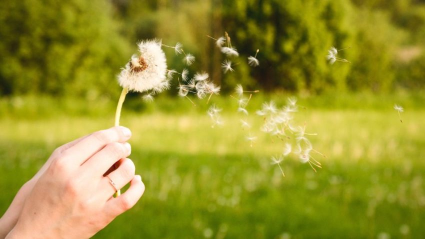 pusteblume pusteblume